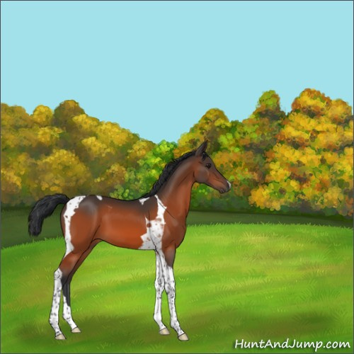 Horse Color:Brown Tobiano 