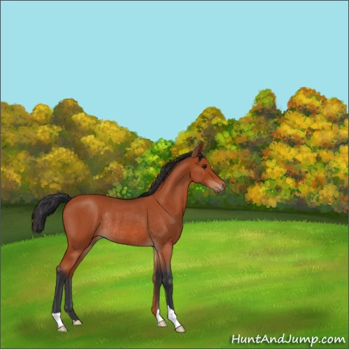 Horse Color:Brown Roan Rabicano 