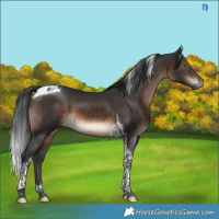 Horse Color:Brown Tobiano 