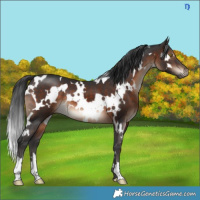 Horse Color:White Spotted Brown