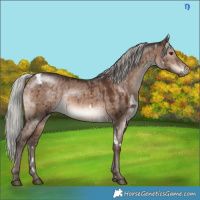 Horse Color:White Spotted Silver Brown Dun Mushroom Rabicano Brindle