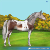 Horse Color:Chocolate Silver Brown Tobiano 