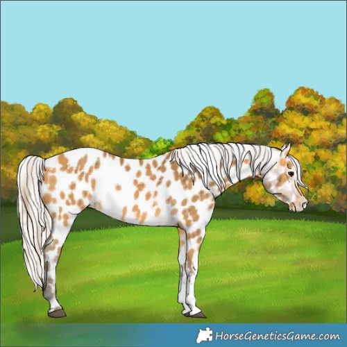 Horse Color:Buckskin Sabino Appaloosa Rabicano  and Silver Buckskin Sabino Appaloosa 