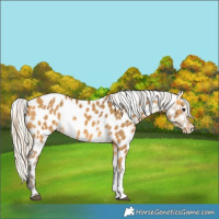 Horse Color:Buckskin Sabino Appaloosa Rabicano  and Silver Buckskin Sabino Appaloosa 