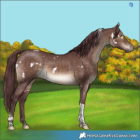 Horse Color:White Spotted Chocolate Brown Dun Tobiano 