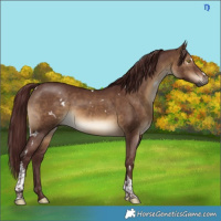 Horse Color:Gray White Spotted Chocolate Brown Dun Tobiano
