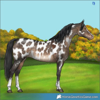 Horse Color:White Spotted Brown Dun Appaloosa Rabicano 