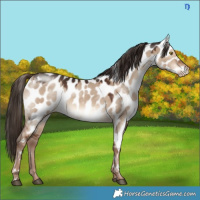 Horse Color:White Spotted Liver Red Dun Appaloosa 