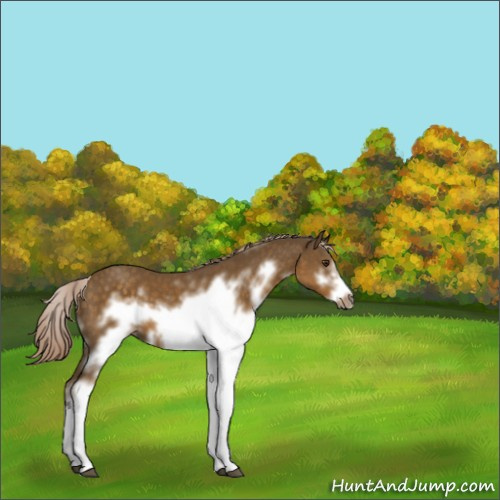 Horse Color:Chocolate Palomino Sabino Frame 