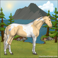 Horse Color:Palomino Dun Tobiano 