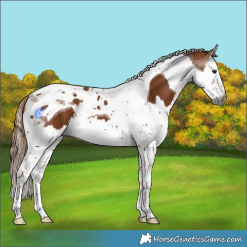 Horse Color:Gray Chestnut Splash Tobiano 
