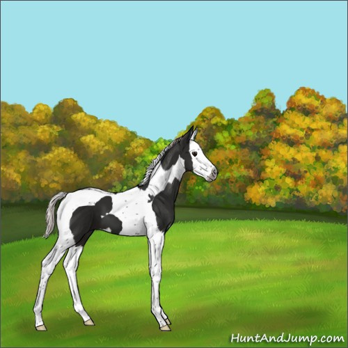 Horse Color:Gray Silver Black Splash Tobiano 