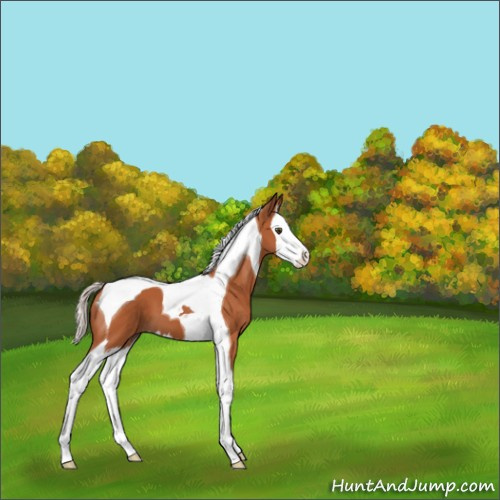 Horse Color:Silver Bay Splash Tobiano 