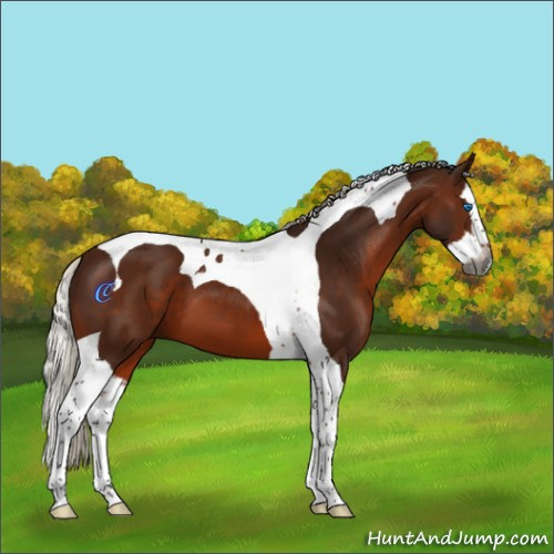 Horse Color:Gray Silver Bay Splash Tobiano 