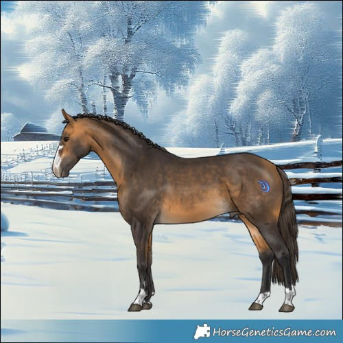 Horse Color:Buckskin 