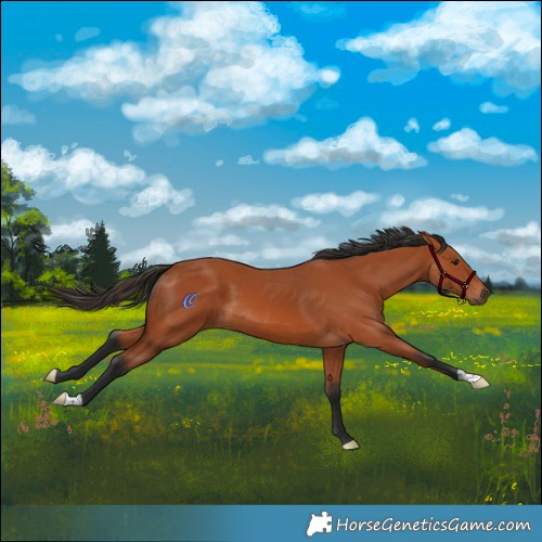 Horse Color:Bay 