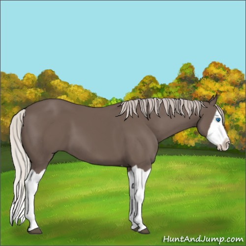 Horse Color:Silver Black Splash