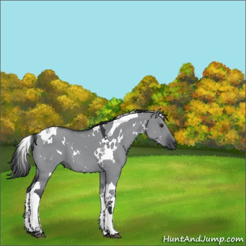 Horse Color:White Spotted Grullo Chinchilla Tobiano 