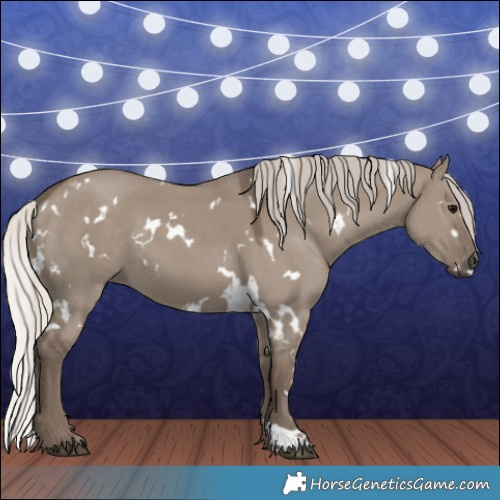 Horse Color:White Spotted Silver Grullo 