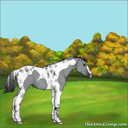 Horse Color:Grullo Chinchilla Tobiano 