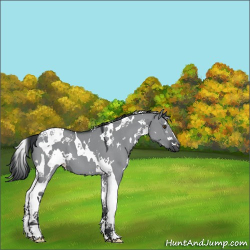 Horse Color:White Spotted Grullo Chinchilla Tobiano 