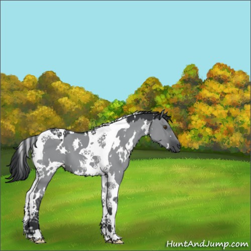 Horse Color:White Spotted Grullo Chinchilla Tobiano 