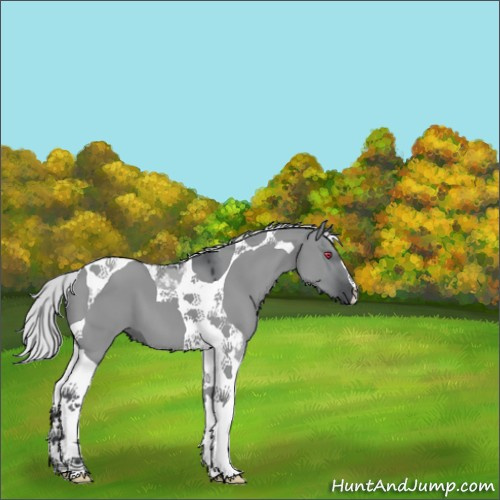 Horse Color:Silver Grullo Chinchilla Tobiano 
