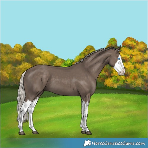 Horse Color:Silver Black Splash 