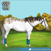 Horse Color:Buckskin Sabino Splash 