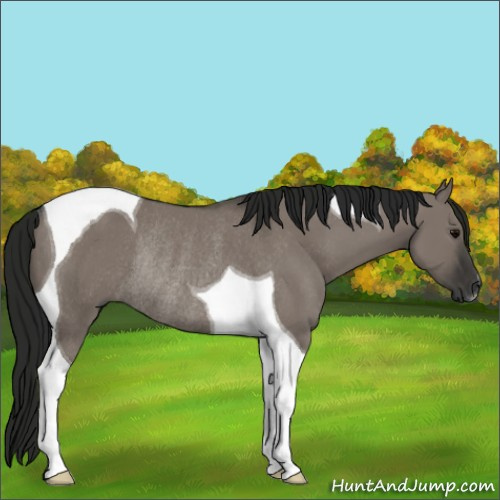 Horse Color:Gray Grullo Tobiano Rabicano 