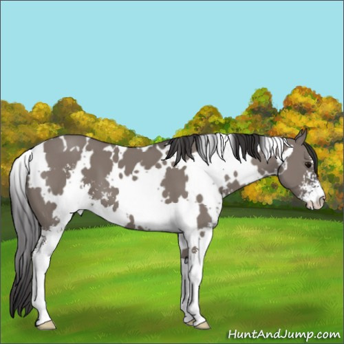 Horse Color:White Spotted Smoky Grullo Sabino 