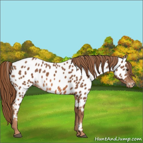 Horse Color:Chestnut Appaloosa 