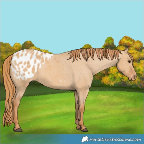 Horse Color:Red Dun Appaloosa 