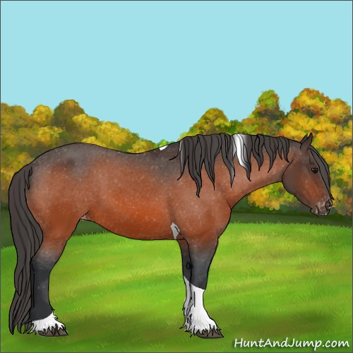 Horse Color:Bay Tobiano Appaloosa 