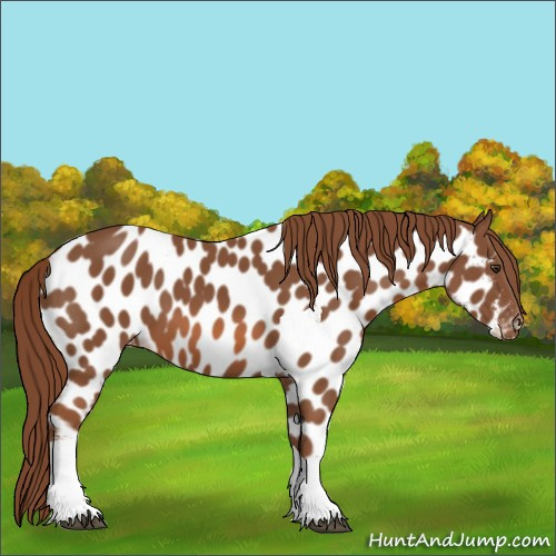 Horse Color:Chestnut Tobiano Appaloosa 
