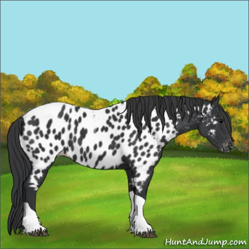 Horse Color:Black Tobiano Appaloosa