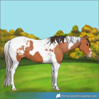 Horse Color:Bay Tobiano Blanket