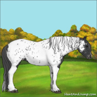 Horse Color:Black Tobiano Appaloosa 