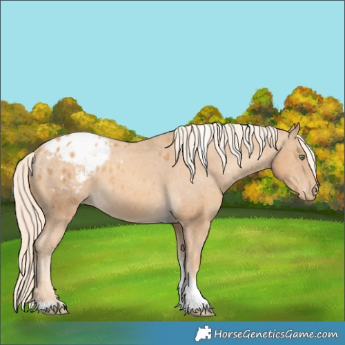Horse Color:Gold Cream Champagne Tobiano Appaloosa