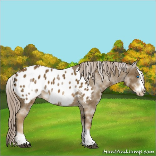 Horse Color:White Spotted Chocolate Palomino Frame Appaloosa 