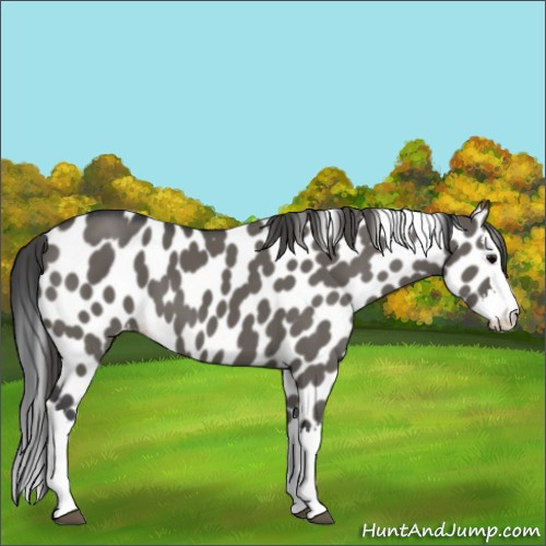 Horse Color:Grullo Splash Appaloosa