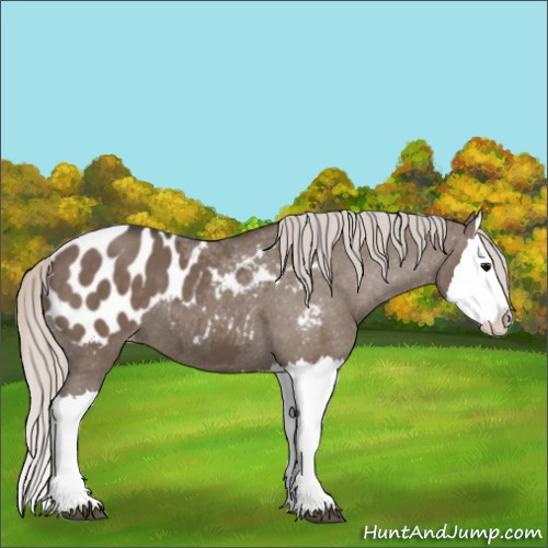 Horse Color:Silver Grullo Splash Appaloosa