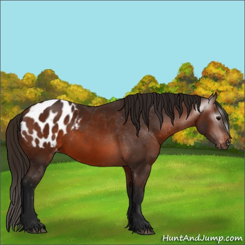 Horse Color:Gray Bay Appaloosa 