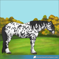 Horse Color:Black Tobiano Appaloosa 