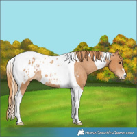 Horse Color:Chestnut Tobiano Blanket Rabicano