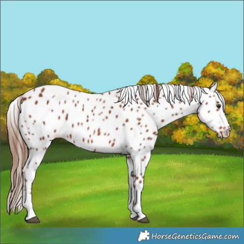 Horse Color:Chestnut Tobiano Appaloosa Rabicano 