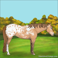 Horse Color:Gray Perlino Appaloosa 