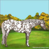 Horse Color:Silver Black Appaloosa 