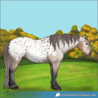 Horse Color:Gray Bay Dun Appaloosa 