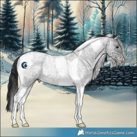 Horse Color:Blue Ice Roan Tobiano